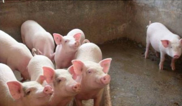 1666887131512097.jpg 003.jpg