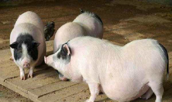 1666887273402704.jpg 002.jpg