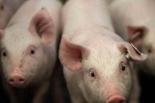 猪场设备一个小改动节约用水70%