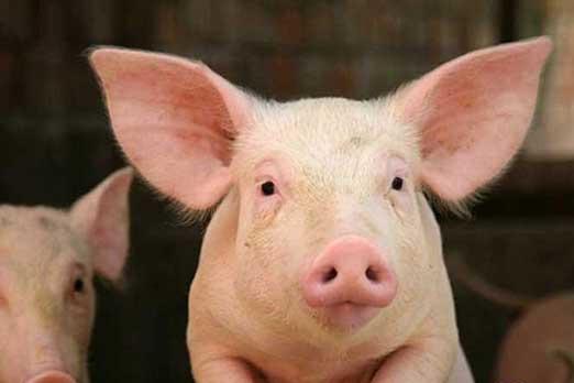 养殖户该怎么解决断奶仔猪不采食的问题？